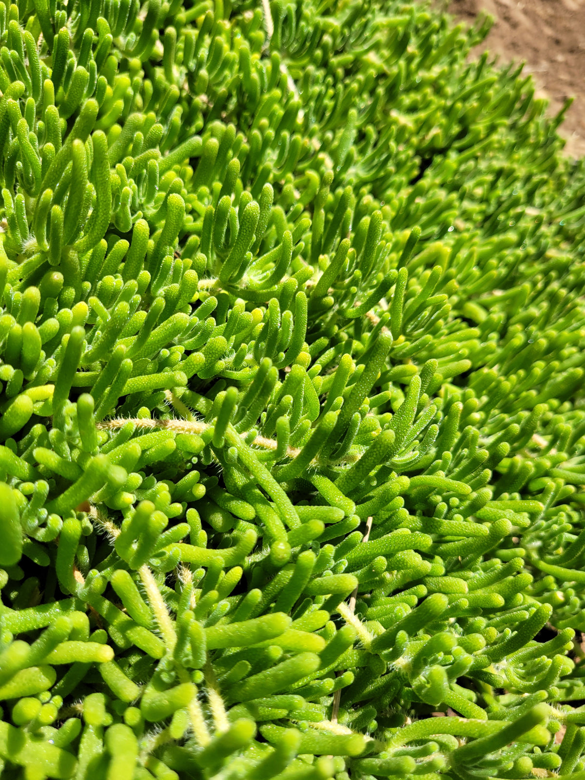 12-Pack Rosea Ice Plant | Drosanthemum Floribundum 2.5" Live Groundcover