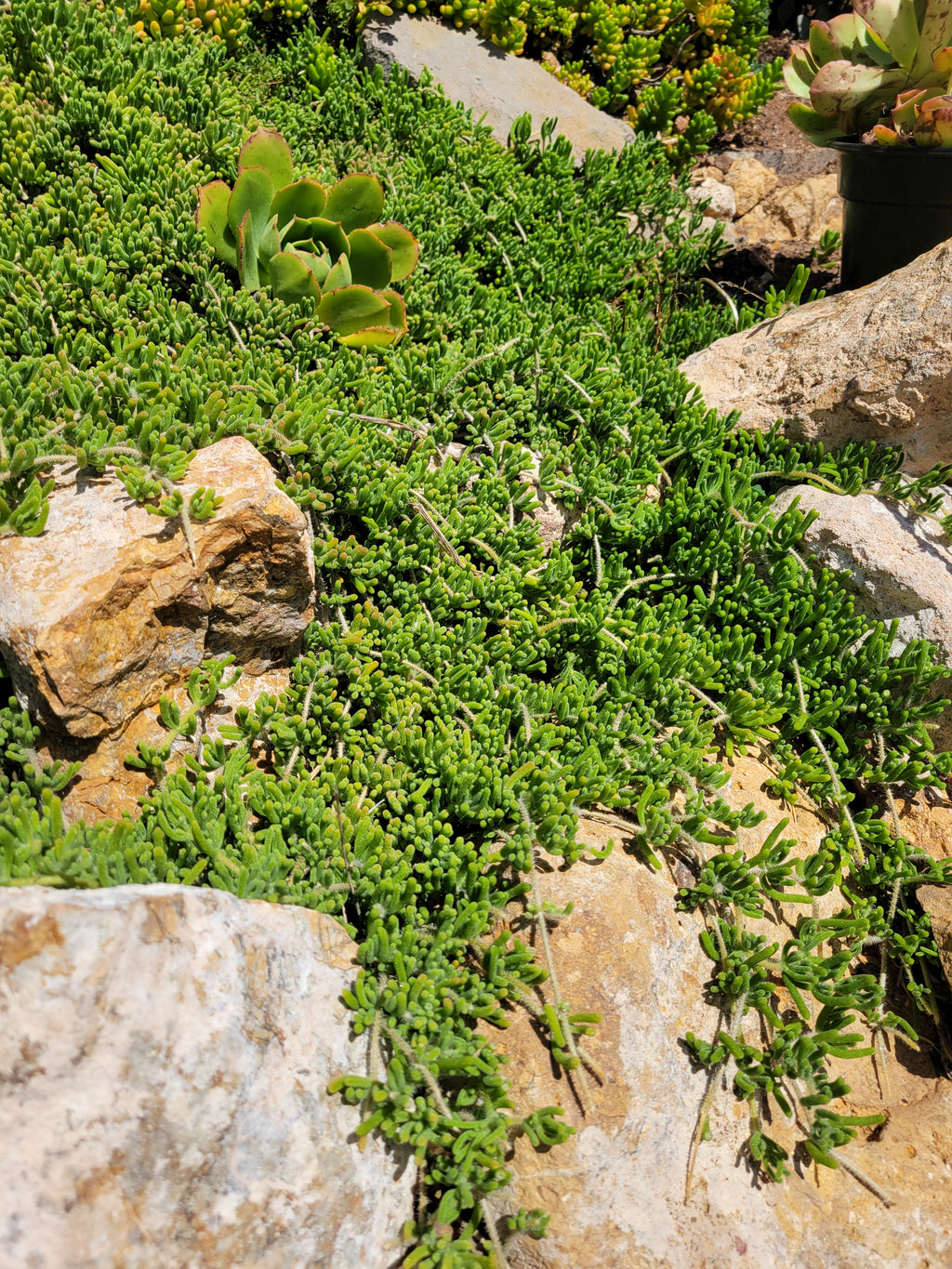 12-Pack Rosea Ice Plant | Drosanthemum Floribundum 2.5" Live Groundcover