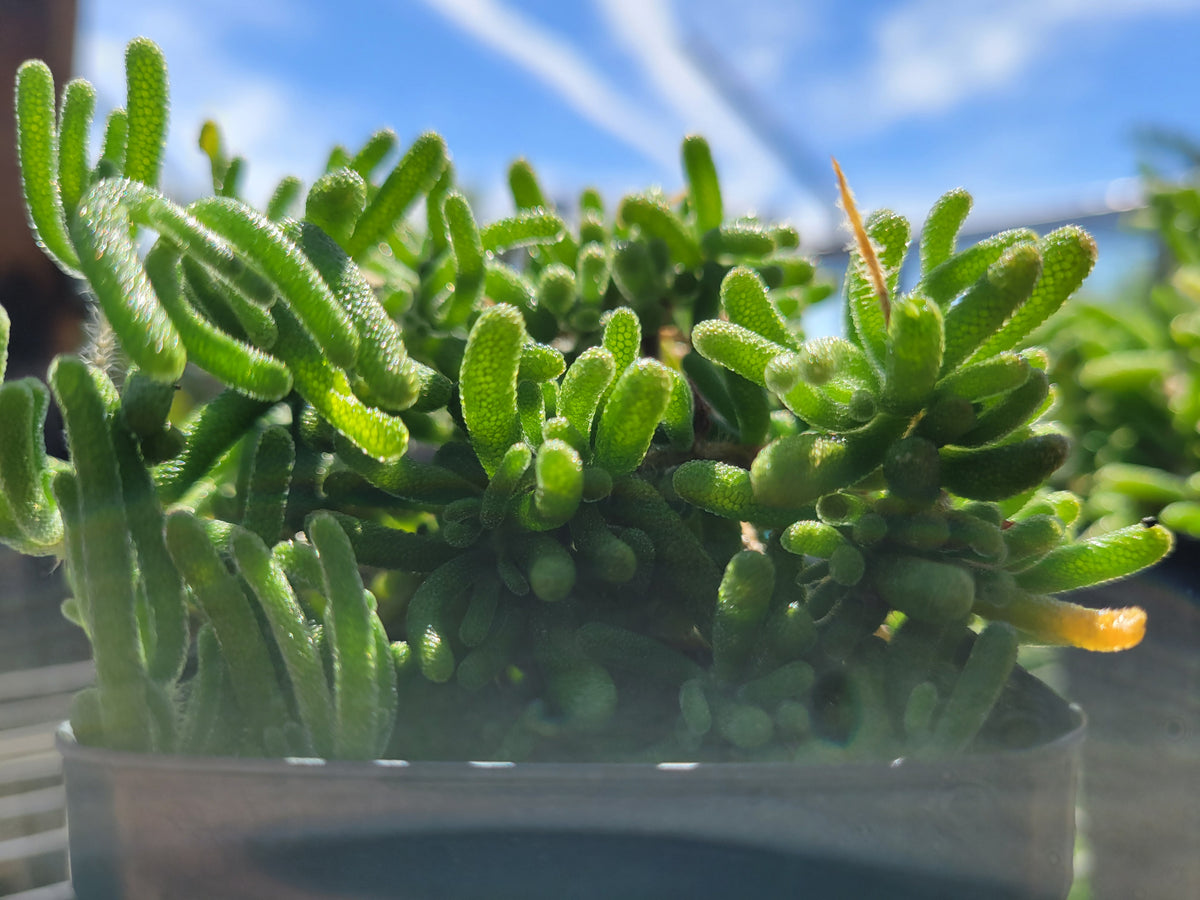 12-Pack Rosea Ice Plant | Drosanthemum Floribundum 2.5" Live Groundcover