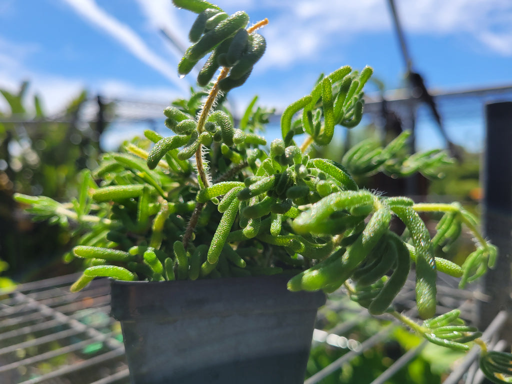 12-Pack Rosea Ice Plant | Drosanthemum Floribundum 2.5" Live Groundcover