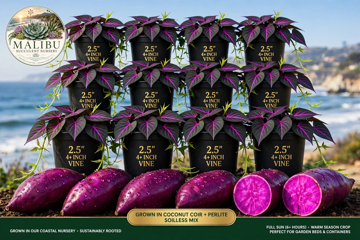 Purple Sweet Potato Vine – Vibrant Foliage + Edible Harvest | 2.5" Rooted Live Plant | Grown in Our Coastal Nursery