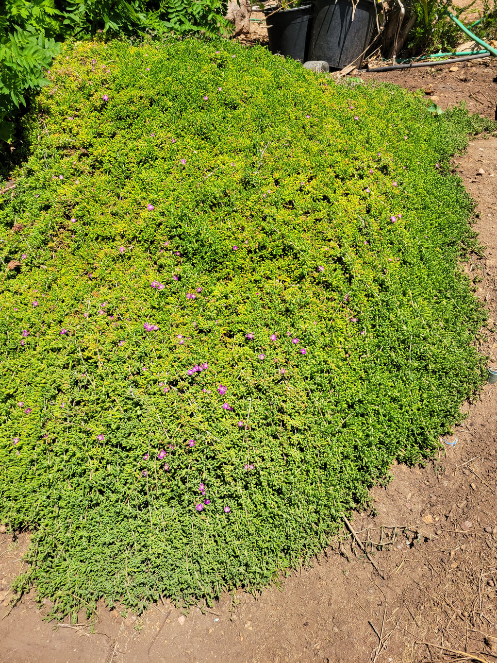 12-Pack Rosea Ice Plant | Drosanthemum Floribundum 2.5" Live Groundcover