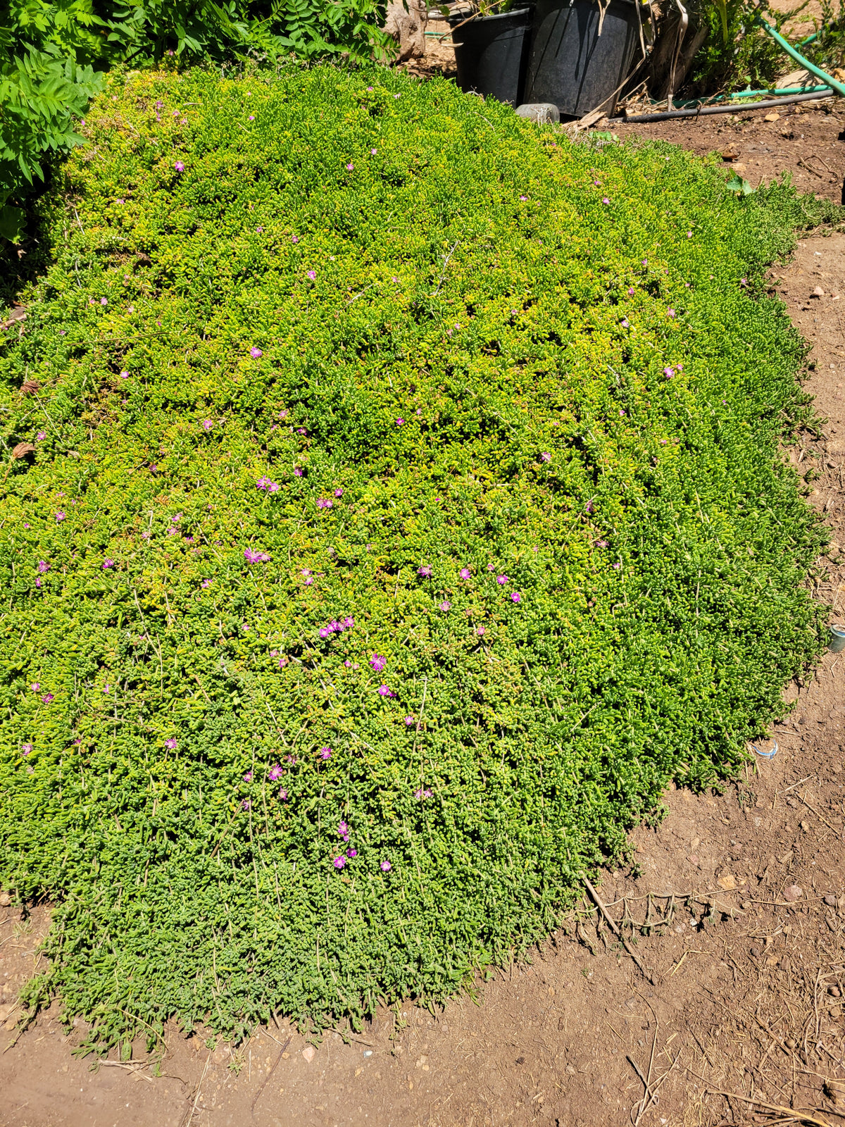 12-Pack Rosea Ice Plant | Drosanthemum Floribundum 2.5" Live Groundcover