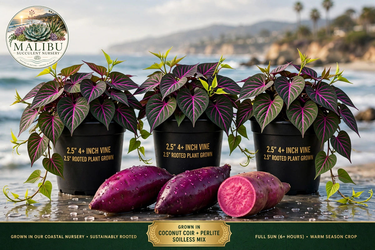 Purple Sweet Potato Vine – Vibrant Foliage + Edible Harvest | 2.5" Rooted Live Plant | Grown in Our Coastal Nursery
