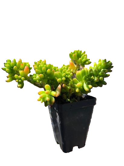 12-Pack 2.5 Inch Sedum Rubrotinctum Jelly Bean Succulent - Live Jelly Bean Plant