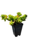 12-Pack 2.5 Inch Sedum Rubrotinctum Jelly Bean Succulent - Live Jelly Bean Plant