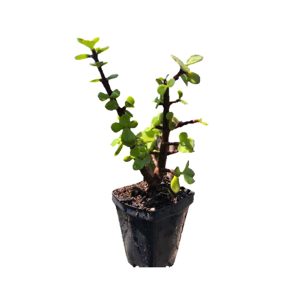 12-Pack 2.5 Inch Portulacaria afra Elephant Bush - Mini Jade Succulent Live Plant