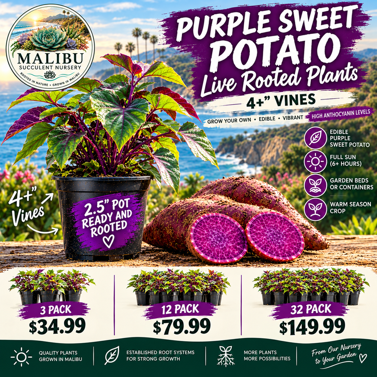 Purple Sweet Potato Vine – Vibrant Foliage + Edible Harvest | 2.5" Rooted Live Plant | Grown in Our Coastal Nursery