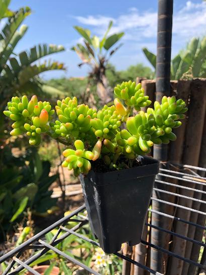 12-Pack 2.5 Inch Sedum Rubrotinctum Jelly Bean Succulent - Live Jelly Bean Plant