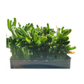 12-Pack Rosea Ice Plant | Drosanthemum Floribundum 2.5" Live Groundcover
