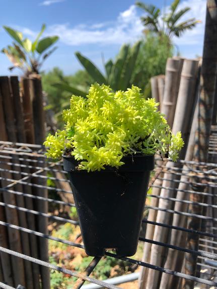 Tokyo Sun Sedum 12-Pack | 2.5" Malibu Grown Succulents